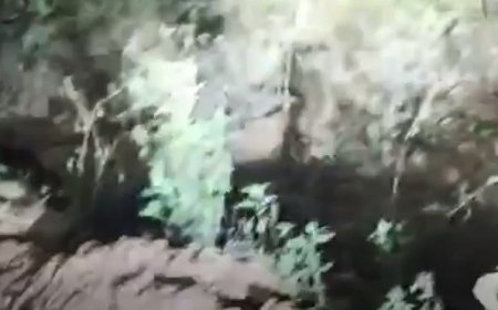 Tiger spotted in Narsinghpur Forest Range