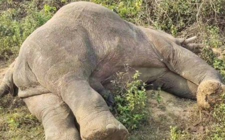 ଆଠଗଡ଼ରେ ଦନ୍ତା ହାତୀର ମୃତ୍ୟୁ