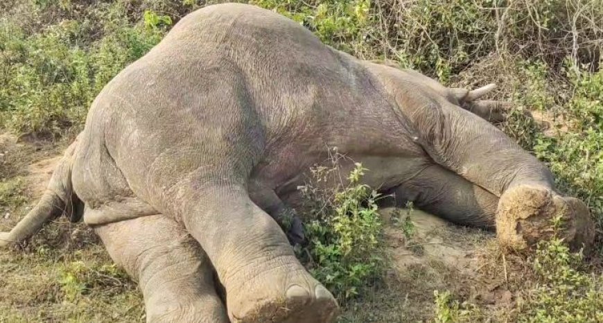 ଆଠଗଡ଼ରେ ଦନ୍ତା ହାତୀର ମୃତ୍ୟୁ