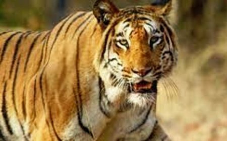 Similipal National Park to remain closed for 2 days