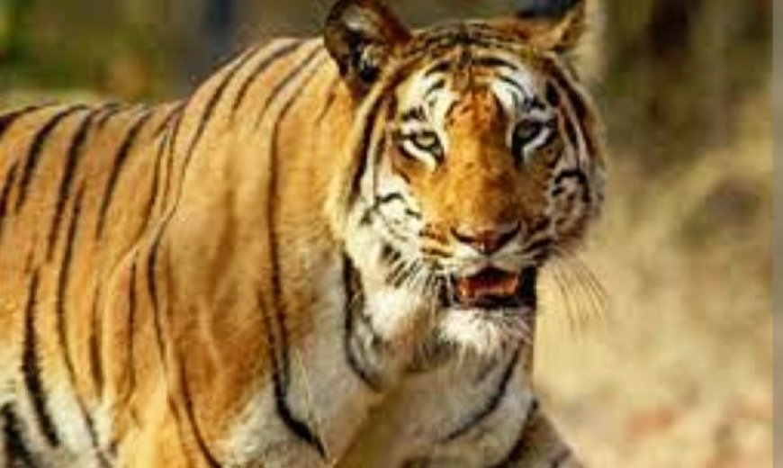 Similipal National Park to remain closed for 2 days