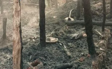 Ten goats burnt alive as fire breaks out in Angul