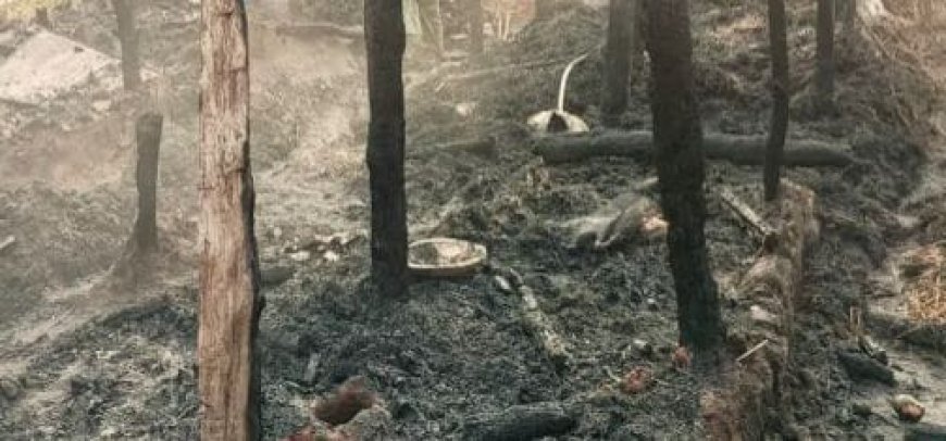 Ten goats burnt alive as fire breaks out in Angul