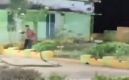 20-foot-long King Cobra rescued from school classroom in Gajapati