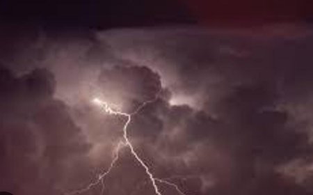 Palm trees worth Rs 6 crore to be planted in Odisha for curbing lightning deaths