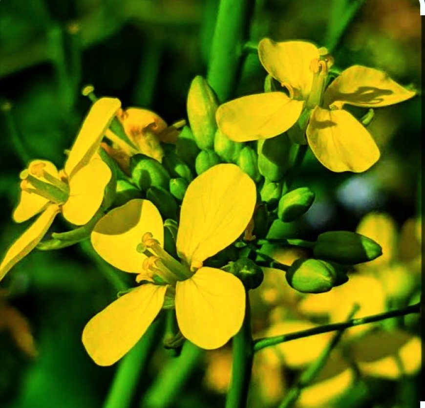 ସୋରିଷ ଫୁଲ