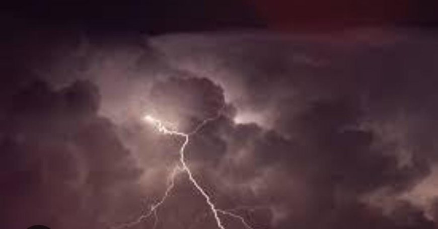 Palm trees worth Rs 6 crore to be planted in Odisha for curbing lightning deaths