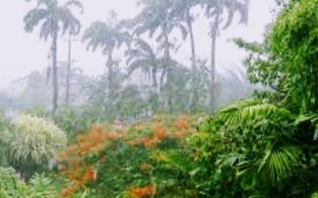 Odisha witnesses above-normal rainfall