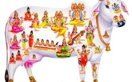 Kamadhenu Cows: The ULBs' Instant Complaint-Solving Solution