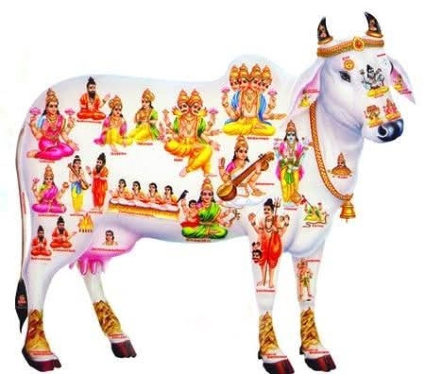 Kamadhenu Cows: The ULBs' Instant Complaint-Solving Solution