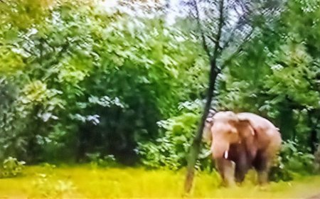 Two forest officials suspended after death of three people in Dhenkanal