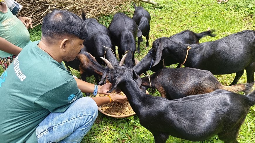 Humane World for Animals India Aids 12,000 Animals in Odisha Floods