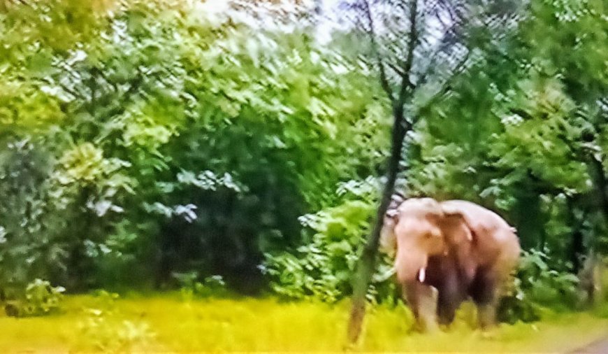 Two forest officials suspended after death of three people in Dhenkanal