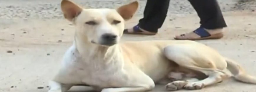 Stray dog census begins across Bhubaneswar