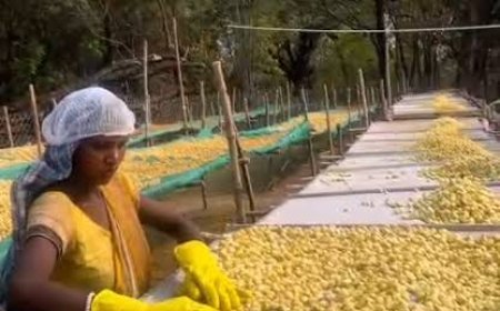 ମହୁଲ ଫୁଲରୁ ଉଦ୍ୟମର ଗନ୍ଧ — ଓଡ଼ିଶାର ଗ୍ରାମୀଣ ଜୀବନରେ ନୂତନ ଆଶା