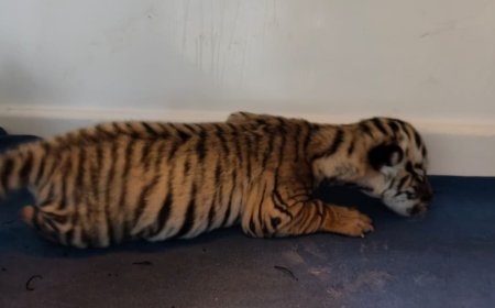 New guest arrive at Nandankanan Zoological Park