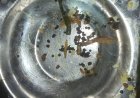 Insects found in BJB hostel food, students protest over hygiene lapses