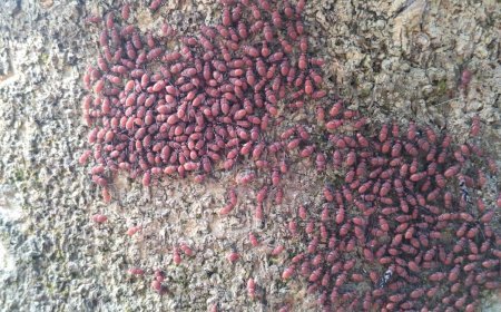 Giant Trees Under Siege by Mysterious Insects — Balasore, Dec 31