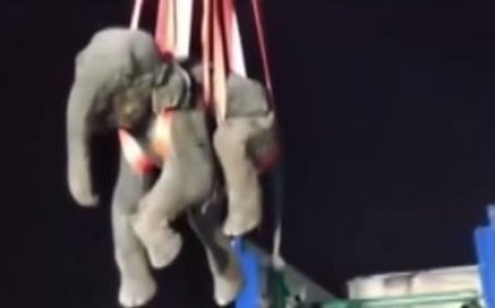 Elephant dies after chewing crude bomb