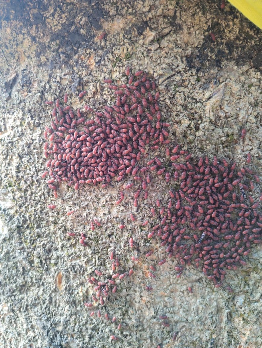 Giant Trees Under Siege by Mysterious Insects — Balasore, Dec 31