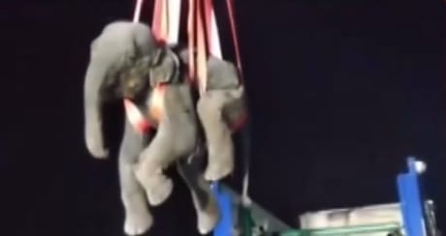 Elephant dies after chewing crude bomb