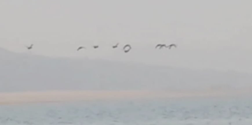 Annual bird census commences across Odisha’s wetlands