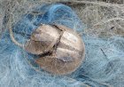 Pledge and Cleanliness Drive for Horseshoe Crab Conservation : ‘Moon Communication’ Demands Sanctuary Status and Separate Budget for Horseshoe Crab Protection