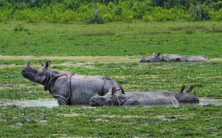 गैंडे की रक्षा से विकास की पटरी तक: असम ने संरक्षण की मिसाल कायम की