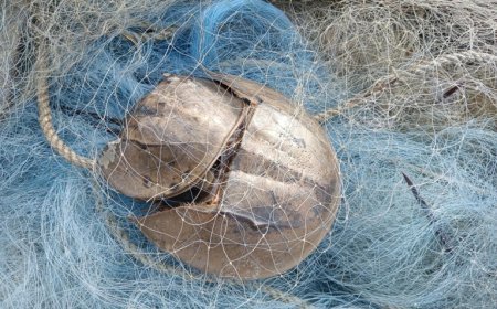 Pledge and Cleanliness Drive for Horseshoe Crab Conservation : ‘Moon Communication’ Demands Sanctuary Status and Separate Budget for Horseshoe Crab Protection