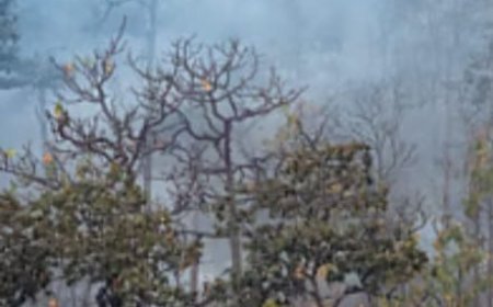 Forest blaze intensifies in Odisha; 328 fire points reported