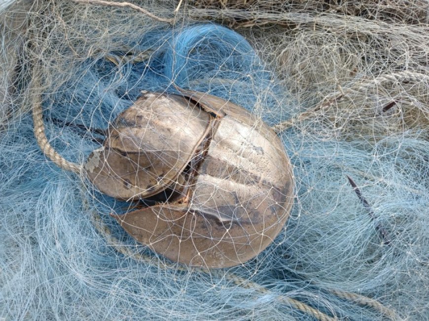 Pledge and Cleanliness Drive for Horseshoe Crab Conservation : ‘Moon Communication’ Demands Sanctuary Status and Separate Budget for Horseshoe Crab Protection