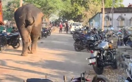 Elephant rescued after falling into well in Keonjhar