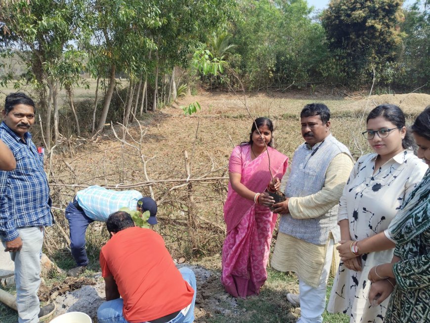 Sandalwood Tree Planted at Sri Jagannath Temple Premises on Help Desk Closing Day